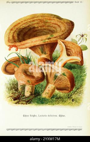 Pilze der Heimat Leipzig, Quelle und Meyer, 1913, Agaricaceae, Pilze, Deutschland, Mykologie, Pilze, Pilze, Emil Doerstling, Safranmilchkappe, Rotkiefernpilz, Lactaria deliciosa, Lactarius deliciosus, Eine Gruppe von detailreich verarbeiteten Pilzen, die ihre einzigartigen Formen und Texturen zeigen. Die großen Kappen verfügen über geriffelte, wellige Oberflächen, die von einem warmen Braun zu einem helleren Farbton an den Kanten übergehen. Darunter sind die Kiemen deutlich sichtbar, die sich von der Basis der Kappe nach unten ausbreiten. Umgeben von Pilzen, sattem grünem Laub und kleinen Zweigen schaffen eine natürliche Umgebung, während ein Delikatessen Stockfoto