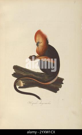 Abbildungen zur Naturgeschichte Brasiliens Weimar, im Verlage des Grossherzogl. SaÌ,6chs Priv. Landes-Industrie-Comptoirs, 1822-1831, Brasilien, Naturgeschichte, Bildwerke, Hapale chrysomelas, Leontopithecus chrysomelas, goldener Löwentamarin, die Darstellung zeigt einen lebendigen und detailreichen Affen, der sich durch sein markantes oranges und schwarzes Fell auszeichnet, insbesondere um Gesicht und Mähne. Er sitzt anmutig auf einem Holzstamm und scheint ein kleines Objekt in der Hand zu halten, vielleicht Essen. Der lange Schwanz des Affen schmiegt sich elegant dahinter, und seine Haltung deutet auf Neugier und Kalk hin Stockfoto