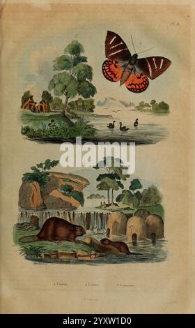 Dictionnaire pittoresque d'histoire naturelle et des phénomènes de la Nature, Paris, 1833-[1840], Biber, die Illustration zeigt drei verschiedene Szenen, die die Schönheit der Natur zeigen. Auf der Spitze breitet sich ein lebendiger Schmetterling aus und zeigt komplizierte Muster in sattem Orange und Dunkelbraun vor dem Hintergrund einer ruhigen Landschaft mit üppigen Bäumen und einem ruhigen Gewässer. Darunter gleiten zwei Enten anmutig über die Wasseroberfläche, eingebettet zwischen Schilf und Gräsern. Der untere Teil zeigt eine lebhafte Szene mit einem Biber, der von einem kleinen Wasserfall umgeben ist, umgeben von großen Felsen und Ohr Stockfoto