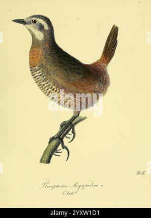 Über einige Vögel von Chili, [St. Petersburg, Académie impériale des Sciences, 1830-1835. chiles Birds Ornithology Pteroptochos megapodius, Eine wunderschön detaillierte Darstellung eines Vogels mit seinen komplizierten Federmustern und lebendigen Farben. Der Vogel steht auf einem schlanken Zweig und unterstreicht seine anmutige Haltung und scharfe Klauen. Sein Körper ist mit einer Mischung aus Erdtönen verziert, mit markanten Streifen auf der Brust, die seinen Charme unterstreichen. Das Kunstwerk ist mit seinem wissenschaftlichen Namen beschriftet, was die sorgfältige Liebe zum Detail veranschaulicht, die die einzigartigen Merkmale dieses Vogelspitzens betont Stockfoto