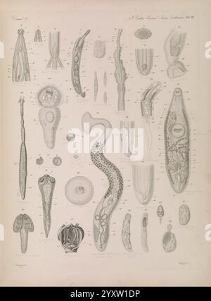Icones zootomicae, Leipzig, W. Engelmann, 1857, Atlanten, Anatomie, vergleichend, zeigt die Illustration eine Sammlung von aufwendig detaillierten, wissenschaftlich gerenderten Darstellungen verschiedener biologischer Proben. Es enthält eine Reihe von Organismen, einschließlich segmentierter Einheiten und verlängerter Formen, mit Etiketten, die jede Probe kennzeichnen. Das Bild umfasst verschiedene Formen, von zylindrischen und welligen Strukturen bis hin zu komplexeren Formen mit unterschiedlichen anatomischen Merkmalen. Darüber hinaus können bemerkenswerte Elemente wie Zellstrukturen, Anhängsel und Fortpflanzungssysteme beobachtet werden, die das c betonen Stockfoto
