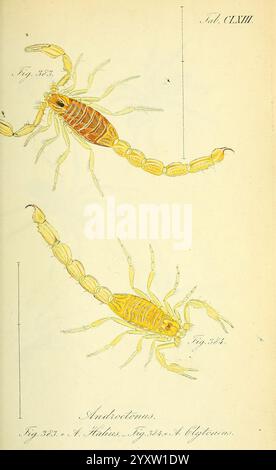 Die Arachniden, Nürnberg, in der C. H. Zeh'schen Buchhandlung, 1831–1848, Arachnida, Illustrationen zweier Skorpionarten, dargestellt mit komplizierten Details, die ihre Anatomie zeigen. Die obere Abbildung ist mit „'Abb. 352.jpg,' während die untere Abbildung mit „Abb. 341." Beide Exemplare weisen unterschiedliche Merkmale auf, wie segmentierte Körper, Zangen und Schwänze mit Stacheln. Die Färbung der Skorpione wird hervorgehoben, insbesondere die gemusterten Exoskelette, die den Betrachter über ihre biologischen Eigenschaften und Taxonomie informieren können. Der Text an der unteren ID Stockfoto