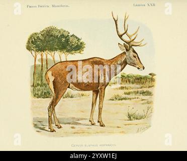 Fauna ibérica mamíferos Madrid Museo Nacional de Ciencias Naturales 1914 Säugetiere Spanien Taxonomie trinomial Cervus elaphus hispanicus Hirsch, Eine detaillierte Darstellung eines stehenden Hirsches, die seine elegante Form und eindrucksvolle Geweihe zeigt. Die Kreatur ist im Profil dargestellt und unterstreicht ihre starke Körperlichkeit und ihre charakteristischen Merkmale, wie den langen Hals und die robusten Beine. Um den Hirsch herum gibt es eine Darstellung einer natürlichen Landschaft mit Bäumen im Hintergrund, die eine ruhige Umgebung bietet, die die Majestät des Tieres ergänzt. Die Gesamtszene fängt das Wesen der Tierwelt ein, betonen Stockfoto