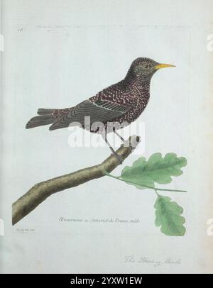 Ornithologie Paris der Künstler 1773-1792 Vogelmalereien, Ein farbenfroher Vogel, Der anmutig auf einem Eichenzweig thront, zeigt sein markantes Gefieder. Sein Körper zeigt eine Mischung aus schillernden Farbtönen, die von zarten Flecken unterbrochen werden, die im Licht schimmern. Die schlanke Form des Vogels wird durch einen scharfen, spitzen Schnabel ergänzt, der sich perfekt für die Nahrungssuche eignet. Das Vorhandensein von Eichenblättern im Hintergrund verleiht der Szene einen natürlichen Touch und unterstreicht die ruhige Atmosphäre. Diese Illustration fängt sowohl die Eleganz als auch die Schönheit der Vogelarten ein. Stockfoto