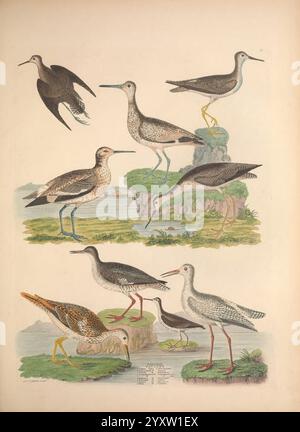 Illustrationen der amerikanischen Ornithologie von Alexander Wilson und Charles Lucien Bonaparte, Edinburgh, Frazer & Co, 1835, Birds, Vereinigte Staaten, Nordamerika, Bildwerke, die Illustration zeigt eine Sammlung verschiedener Arten von Watvögeln, die jeweils in unterschiedlichen Posen dargestellt werden. In der obersten Reihe sind drei Vögel in verschiedenen Haltungen zu sehen: Einer im Flug mit ausgestreckten Flügeln, während die anderen auf felsigen Ausbissen aufmerksam sind. Die mittlere Reihe setzt sich mit drei weiteren Arten fort, die ähnlich auf dem Land in einer natürlichen Umgebung stehen und ihre eleganten langen Beine und schlanken Körper hervorheben. Die untere Reihe e Stockfoto