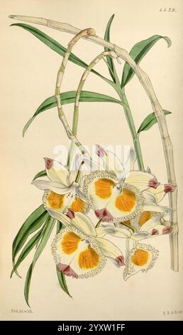 Curtis's Botanical Magazine, London, New York, Botanik, Zeitschriften, malerische Werke, Curtis, Ein zartes Arrangement von lebendigen Orchideen, das mehrere Blüten mit komplizierten Blütenblättern zeigt. Die Blüten haben einen cremeweißen Grund mit auffälligen gelben und rötlichen Akzenten, die einen atemberaubenden Kontrast schaffen. Sie hängen anmutig an schlanken, grünen Stielen, die mit langen Blättern verziert sind, und verkörpern ein Gefühl von Eleganz und natürlicher Schönheit. Die detaillierte Darstellung erfasst die subtilen Nuancen der Blütenblätter und der Gesamtstruktur, sodass die einzigartigen Eigenschaften von wahrgenommen werden können Stockfoto