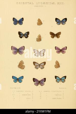 Rhopalocera, Exotica, London, Gurney, Jackson, 1887-1902, Schmetterlinge, Schmetterling, Horace Knight, Eine Sammlung wunderschön illustrierter Schmetterlinge aus der Familie der Lycaenidae, die speziell verschiedene Arten der Gattung Jamides darstellen. Die Anordnung besteht aus insgesamt zwölf Proben, die jeweils mit eindeutigen Kennungen gekennzeichnet sind. Die Schmetterlinge zeigen eine Reihe von Farben und Flügelmustern, die ihre lebhaften Farbtöne und komplizierten Details hervorheben. Die Abbildungen werden durch nummerierte Beschriftungen unter jedem Exemplar ergänzt, die einen Katalog der dargestellten Arten mit Namen und enthalten Stockfoto