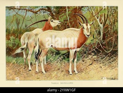 Wild Life of the World, London, F. Warne and Co, 1916, Zoologie, Antilope, Richard Lydekker, Friedrich Wilhelm Kuhnert, Scimitar Oryx, Oryx Dammah, ausgestorben in der Wildnis, Säugetiere, Nordafrika, Äthiopien, Ein Paar anmutiger Antilopen steht in einer natürlichen Umgebung, umgeben von üppigem Grün ihres Lebensraums. Die Bleiantilope verfügt über markante, geschwungene Hörner und ein schlankes, sandiges Fell, während der Begleiter ein ähnlich elegantes Aussehen hat. Im Hintergrund verleihen Anklänge von Laub und Bäumen der Szene Tiefe, was auf eine ruhige Umgebung hindeutet. Die Gesamtkomposition fängt die Schönheit und tr ein Stockfoto