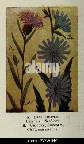 Wild, Blumen, Ost, Von, Die, Rockies, New York, 1910, Vereinigte Staaten, Wildflowers, die Illustration zeigt zwei botanische Exemplare mit der Bezeichnung A und B. Example A ist eine Sternstachel, wissenschaftlich bekannt als Centaurea Seabiosa, die sich durch ihren auffälligen, spitzen lila Blütenkopf und grüne Blätter auszeichnet. Exemplar B ist eine Zichorie oder Succory, die durch ihre leuchtend blauen Blüten und schlanken, langgestreckten Blätter gekennzeichnet ist. Beide Pflanzen werden mit Liebe zum Detail dargestellt, wobei ihre natürlichen Formen vor einem einfachen Hintergrund dargestellt werden und ihre einzigartigen Merkmale und Unterschiede in Farbe und Struktur veranschaulicht werden. Stockfoto