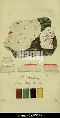 Svenska lafvarnas färghistoria Stockholm Tryckt hos C. Delén 1805-[1809] Schweden Flechten the New York Botanical Garden Farbpflanzen wirtschaftliche Aspekte Flechten Haematomma, diese Abbildung zeigt ein geologisches Exemplar, das unterschiedliche Mineralformationen zeigt. Oben ist die Hauptgesteinsprobe detailliert dargestellt, die die Textur und Struktur der Oberfläche hervorhebt, mit verschiedenen kreisförmigen und unregelmäßigen Formen, die verschiedene Mineralablagerungen repräsentieren. Im Folgenden sind mehrere Querschnittsansichten mit den Bezeichnungen A bis E aufgeführt, die die interne Zusammensetzung und die Schichten der Probe demonstrieren und unterschiedliche Farben freigeben Stockfoto