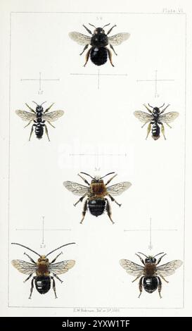 British, Bees, London, L. Reeve & Co, 1866, Bees, Großbritannien, Hymenoptera, eine detaillierte wissenschaftliche Illustration, die verschiedene Bienenarten in einem klaren, angeordneten Format zeigt. Jedes Exemplar wird aus mehreren Winkeln dargestellt, wobei verschiedene Merkmale wie Antennen, Flügel und Körperform hervorgehoben werden. Die Proben sind mit Nummern gekennzeichnet, die ihre Identifizierung angibt. Anmerkungen und Messungen bieten zusätzlichen Kontext und verbessern das Verständnis der anatomischen und morphologischen Eigenschaften dieser Insekten. Die akribische Liebe zum Detail spiegelt die typische Präzision wider Stockfoto