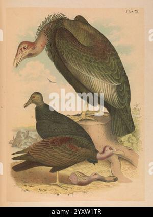 The Birds of North America, New York, 1903, Birds, North America, Bildwerke, Gymnogyps californianus, California condor Coragyps atratus, Taxonomie: Common = Schwarzgeier, Cathartes aura, putengeier, die Abbildung zeigt drei Geier, die ihre unterschiedlichen physischen Eigenschaften zeigen. Der größere Vogel steht gut sichtbar und zeigt einen robusten Körper, der mit dunklen Federn bedeckt ist, mit einem auffälligen Kontrast zwischen seinem Gefieder und den helleren Farben seines Kopfes und Halses. Neben dieser dominanten Figur werden zwei kleinere Geier in einer etwas gedämpfteren Haltung dargestellt. Einer steht auf einem in der Nähe Stockfoto