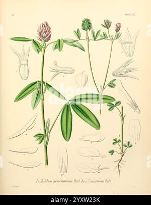 Icones florae Germanicae et Helveticae, Simul Pedemontanae, Tirolensis, Istriacae, Dalmaticae, Austriacae, Hungaricae, Transylvanicae, Moravicae, Borussicae, Holsaticae, Belgicae, Hollandicae, ergo Mediae Europae. Lipsiae, F. Hofmeister 1834-1912. [v. 1, 1850], Europa, Bildwerke, Pflanzen, die Abbildung zeigt eine botanische Untersuchung der Pflanzenart Trifolium pannonicum, allgemein bekannt als ungarischer Klee. Die zentrale Darstellung zeigt die Pflanze mit ihren markanten, dreiblättrigen Blättern, die durch drei Blätter mit glatter Textur und ausgeprägten Adern gekennzeichnet sind. Oben, Haufen rosa-purp Stockfoto