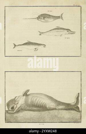 Das Tierreich oder zoologische System des gefeierten Sir Charles Linnaeus Edinburgh, gedruckt für A. Strahan und T. Cadell London und W. Creech Edinburgh 1792 Birds Säugetierklassifikation, zeigt die Illustration Meereslebewesen und zeigt verschiedene Arten in unterschiedlichen Positionen. Oben ist ein Narwal mit seinem langen, spiralförmigen Stoßzahn sichtbar dargestellt, was auf seine Identifizierung als einzigartiger Wal hinweist. Daneben wird ein Delfin dargestellt, der sich durch seinen stromlinienförmigen Körper und seine verspielten Ausdrucksformen auszeichnet. Darunter ist ein Fisch mit einer traditionelleren Form dargestellt, die sein f betont Stockfoto