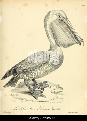 La galerie des oiseaux Paris Carpentier-Méricourt 1834 Vogelmalereien Pelecanus occidentalis, eine detailreiche Darstellung eines Pelikans mit seinem charakteristischen langen Scheffel und seinem großen Kehlbeutel. Der Pelikan steht aufrecht, sein Körper wird elegant dargestellt, neben scharfen Merkmalen wie den gesponnenen Füßen und den markanten Flügeln. Die Abbildung wird durch die lateinische Nomenklatur ergänzt, die auf die wissenschaftliche Klassifizierung der Art hinweist. Das Gesamtdesign betont die einzigartigen Eigenschaften und Anatomie dieses Wasservogels und macht ihn zu einer faszinierenden Darstellung für Vogelfreunde Stockfoto