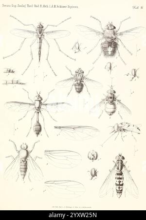 Reise der österreichischen Fregatte Novara Wien Kaiserlich 1861-75.jpg, Eine Reihe detaillierter Illustrationen, die verschiedene Arten von Fliegen zeigen und deren anatomische Merkmale und morphologische Unterschiede hervorheben. Jede Probe wird akribisch gerendert und zeigt Merkmale wie Flügelstruktur, Körpersegmentierung und charakteristische Markierungen. Die beigefügten Etiketten und Nummern zeigen verschiedene Arten und Teile an, was die wissenschaftliche Untersuchung der Dipterologie unterstreicht. Diese Sammlung dient als Referenz für die Identifizierung und Klassifizierung dieser Insekten und zeigt die Vielfalt und Stockfoto