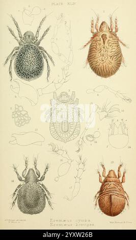 British, Oribatidae, London, The Ray Society, 1884-1888, Grossbritannien, Milben, Arachnida, Oribatidae, diese Illustration zeigt verschiedene detaillierte Darstellungen von Arachniden, insbesondere die Gattung Eremerus. Die Arbeit zeigt mehrere Ansichten einzelner Exemplare und hebt deren Besonderheiten wie Körperformen, Texturen und Anhängen hervor. Jeder Eintrag ist mit Zahlen gekennzeichnet und enthält sowohl stilisierte als auch anatomische Darstellungen, was die Komplexität und Vielfalt dieser Gruppe kleiner Arthropoden unterstreicht. Das Gesamtlayout ist für Bildungszwecke organisiert, was es bedeutet Stockfoto