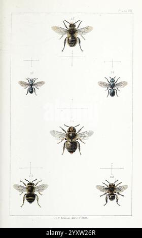 British, Bees, London, L. Reeve & Co, 1866, Bees, Großbritannien, Hymenoptera, die Abbildung zeigt eine detaillierte Untersuchung verschiedener Bienenarten, die alle sorgfältig mit numerischen Identifikatoren gekennzeichnet sind. Die Bienen werden aus verschiedenen Winkeln dargestellt und zeigen ihre Besonderheiten wie Flügelstrukturen, Körperformen und Größen. Die Anordnung hebt Vergleiche zwischen den Arten hervor und betont ihre anatomischen Unterschiede. Beschriftungen enthalten Messungen, die ihre relative Größe angeben und somit wertvolle Informationen für Entomologen und Enthusiasten liefern. Die Gesamtpräsentation Stockfoto