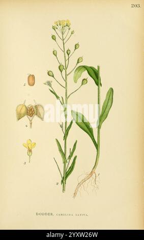 Billeder af Nordens Flora, København, G.E.C. Gad, 1901-1903 [d. h. 1907], Bildwerke, Pflanzen, Skandinavien, die Illustration zeigt die Pflanze **Cuscuta sativa**, allgemein bekannt als dodder. Die Komposition umfasst verschiedene Teile der Pflanze: Auf der linken Seite sind detaillierte Darstellungen der Samen und der Blütenstruktur, die ihre charakteristischen Formen zeigen. Auf der rechten Seite ist der Stamm der Pflanze dargestellt, der neben Blättern und Wurzeln seine schlanke, sich verwindende Wuchsgewohnheit zeigt. Das Gesamtlayout bietet eine wissenschaftliche Darstellung und hebt die für die Identifizierung A entscheidenden botanischen Merkmale hervor Stockfoto