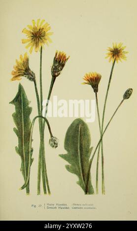 Flowers of the Field London Society for Promotion Christian Knowledge 1911 Great Britain pflanzt Botanik Blume Flowers Hairy Hawkbit thrincia nudicaulis leontodon crispus Smooth Hawkbit Herbst Hairy Hawkbit leontodon autumnalis scorzoneroides autumnalis, Eine botanische Illustration, die zwei Arten von Hairy Hawkbit zeigt: Den Hawkbit und den Smooth Hawkbit. Der Haarige Hawkbit ist mit schlanken Stielen dargestellt, die in hellgelben Blumenköpfen enden und ein leicht behaartes Aussehen aufweisen, während der glatte Hawkbit durch seine glatteren Blätter und eine ähnliche Blütenstruktur gekennzeichnet ist. Beide Pflanzen werden mit wi gemacht Stockfoto