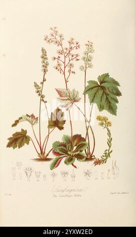 Illustrations of the Natural Orders of Plants with Groups and Descriptions London, Sampson Low, Son, and Marston, 1868, Botanik, Bildwerke, Urbana, Champaign, Frauen in der Wissenschaft, Elizabeth Twining, Flowers, Elizabeth Twining, Elizabeth Twining, die Komposition zeigt eine Vielzahl von Pflanzenarten, die als „Saxifrage“ identifiziert wurden. Deutlich sichtbar sind zarte Blütenstängel mit kleinen, weißen bis rosa Blüten, ergänzt durch breite, grüne Blätter, die komplizierte Venenmuster aufweisen. Daneben wird eine Auswahl kleinerer Pflanzenformen dargestellt, die jeweils mit ihrem spezifischen bo gekennzeichnet sind Stockfoto