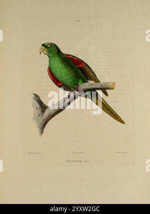 Iconographie des perroquets, Paris, P. Bertrand, 1857. Vögel, Vögel, Papageien, Papageien, Bildwerke, beliebte Werke, Psittacara chloropterus, Hispaniolan Sittich, Ein lebendiger grüner Papagei thront anmutig auf einem knorrigen Zweig. Der Vogel hat einen auffälligen roten Fleck auf seinen Flügeln, der seinem ansonsten üppigen Gefieder einen Farbtupfer verleiht. Der Schnabel ist robust und leicht gewölbt, was auf seine Fähigkeit hindeutet, Samen und Nüsse zu knacken. Die intelligenten Augen des Papageiens sind fokussiert und wachsam und zeigen seine neugierige Natur. Der Hintergrund ist minimal und unterstreicht die einzigartigen Eigenschaften und die natürliche Schönheit des Vogels. Stockfoto