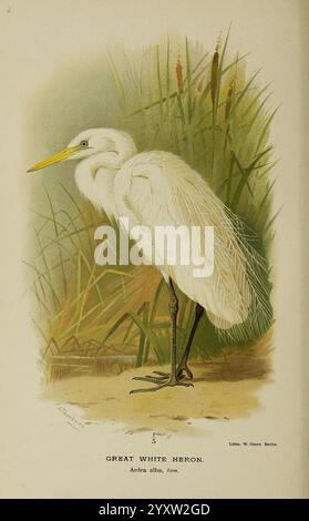 Farbig, Figuren, von, Vögel, der, Britisch, Inseln, ausgestellt, von Lord, Lilford, London, R. H. Porter, 1885-1897, Großbritannien, Vogel, Vögel, Ornithologie, Ardea, Alba, bildhaft, Werke, westlich, groß, Reiher, Museum der vergleichenden Zoologie, Ein majestätischer weißer Reiher steht elegant inmitten hoher Gräser, mit seinen langen, schlanken Beinen und seinem auffälligen weißen Gefieder. Mit seinem scharfen Schnabel nach vorne zeigt der Reiher balanciert und wachsam und verkörpert die Anmut seines Lebensraums. Die zarten Details der Federn stehen in wunderschönem Kontrast zur natürlichen Umgebung und unterstreichen den Promi Stockfoto