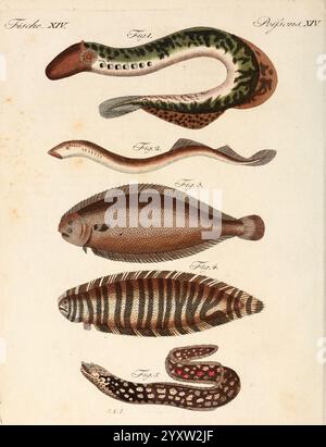 Porte-feuille Instructif et amusant pour la jeunesse, à Vienne, Chez Antoine Pichler, 1807, Naturgeschichte, juvenile Works, Woods Hole, Eine wissenschaftliche Illustration, die eine Vielzahl von Fischarten zeigt, die jeweils mit einer Zahl als Referenz gekennzeichnet sind. Der obere Teil zeigt einen schlanken aalartigen Fisch mit ausgeprägten Mustern, gefolgt von einem langen, schmalen Fisch. Darunter sind mehrere andere Fische zu sehen, darunter ein flacher Fisch mit breitem Körper, ein runderer Fisch mit markanten Streifen und ein kleinerer, länglicher Fisch mit einzigartigen Markierungen. Das Gesamtkonzept unterstreicht die Vielfalt der aquatischen Gewässer Stockfoto