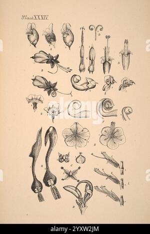 Plantenkunde voor Indie, Semarang, G. C. T. Van Dorp & Co, 1892, Indonesien, Plants, Eine Sammlung komplexer botanischer Illustrationen, die verschiedene Blumenstrukturen und Pflanzenelemente zeigen. Die Bilder zeigen detaillierte Darstellungen verschiedener Blumenformen, einschließlich Blüten, Stiele und Fortpflanzungsteile. Jede Figur ist mit Buchstaben gekennzeichnet, die bestimmte Merkmale oder Arten angeben. Das Arrangement hebt die Vielfalt der Pflanzenmorphologie hervor und offenbart die Komplexität und Schönheit der Blumenanatomie über mehrere Einträge hinweg. Die Präsentation konzentriert sich auf wissenschaftliche Beobachtung und arti Stockfoto