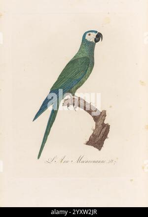 Histoire naturelle des perroquets, A Paris, chez Levrault, an IX (1801)-an XIII (1805), Ein wunderschön illustrierter Papagei, der auf einem Ast thront und ein leuchtendes grünes Gefieder im Kontrast zu einem auffälligen blauen Schwanz zeigt. Der Vogel hat einen markanten weißen Fleck um seine Augen und einen geschwungenen Schnabel, der seine einzigartigen Eigenschaften unterstreicht. Der Hintergrund und die umgebenden Elemente sind subtil gerendert, sodass der Papagei in dieser zarten Darstellung des Vogellebens im Mittelpunkt steht. Stockfoto