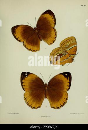 Lepidoptera Indica, London, 1890-1913, Indien, Lepidoptera, Frederick Moore, diese Illustration zeigt drei wunderschön detaillierte Schmetterlinge, die ihre lebendigen Muster und Farben zeigen. Die beiden obersten Exemplare zeigen markante orange und braune Flügel, die mit zarten schwarzen Rändern und komplizierten Markierungen verziert sind, die ihre einzigartigen Merkmale hervorheben. Der untere Schmetterling ist zwar in der Farbpalette ähnlich, weist jedoch unterschiedliche Muster auf, die seine Eleganz betonen. Jeder Schmetterling wird akribisch dargestellt, um die Vielfalt und Schönheit dieser Insekten zu unterstreichen und ihre natürliche Anmut und die Vielfalt f zu veranschaulichen Stockfoto