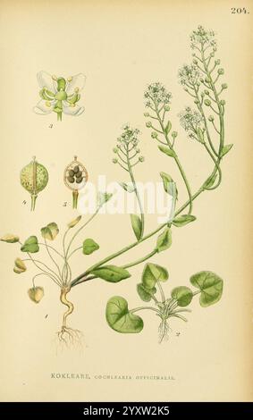 Billeder af Nordens Flora, København, G.E.C. Gad, 1901-1903 [d. h. 1907], Pictorial Works, Pflanzen, Skandinavien, Eine botanische Illustration mit der Pflanze Cochlearia officinalis, die allgemein als Skurvy Gras bekannt ist. Die Komposition enthält detaillierte Darstellungen verschiedener Pflanzenteile: Die Blütenstruktur, einzelne Blüten, Samenkapseln und das Wurzelsystem. Die Zahlen zeigen verschiedene Abschnitte an und zeigen die charakteristischen Blätter der Pflanze an, die an der Basis abgerundet und angeordnet sind, zusammen mit kleinen, weißen Blüten. Diese Abbildung zeigt die Anatomie und das Wachstum der Pflanze Stockfoto