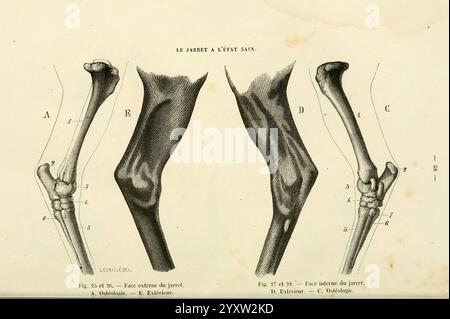 La, Connaissance, générale, du, Cheval, atlas, Paris, Didot, 1861, Pferde, diese Abbildung zeigt eine detaillierte anatomische Untersuchung des menschlichen Beines mit Schwerpunkt auf den Knochen und Gelenken der Unterschenkel. Auf der linken Seite mit der Bezeichnung A bis E werden verschiedene Ansichten der Knochen und ihrer anatomischen Merkmale dargestellt, einschließlich Tibia und Fibula. In der Abbildung werden verschiedene Winkel der Verbindung hervorgehoben, wodurch die strukturellen Beziehungen dargestellt werden. Der zweite Teil mit der Bezeichnung F bis H bietet zusätzliche Querschnittsansichten der Gelenke und hebt wichtige Elemente der Anatomie hervor, wie z. B. die Gelenkpunkte Stockfoto