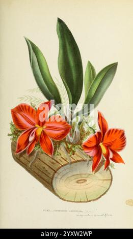 Les orchidées, Paris, J. Rothschild, 1880, Europa, orchideenkultur, Orchideen, Cattleya coccinea, HSA, Blumen, die Illustration zeigt ein lebendiges Arrangement von Orchideen, insbesondere die Poinsettia Cardinalis. Zwei auffällige rote Blüten mit komplizierten Blütenblättern sind sichtbar, umgeben von üppig grünen Blättern, die sich anmutig ausbreiten. Die Orchideen befinden sich auf einem rustikalen Baumstamm, der von weichem Moos unterstrichen wird, wodurch eine natürliche und ruhige Komposition entsteht. Diese botanische Darstellung hebt die zarte Schönheit und das Detail der Blumen hervor und lädt die Zuschauer ein, ihre Elega zu schätzen Stockfoto