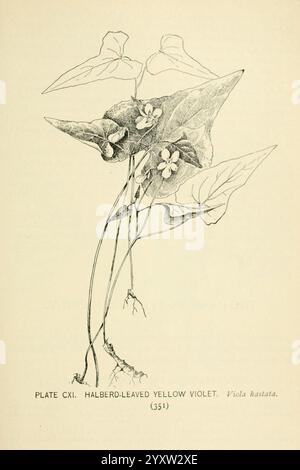 Südstaaten-Wildblumen und -Bäume, New York, Stokes [1901], Botanik, Blumen, südstaaten, Bäume, Frauen in der Wissenschaft, Marian Ellis Ryan Rowan, die Illustration zeigt das Halberdblättrige Gelbviolett, wissenschaftlich bekannt als Viola hastata. Die Pflanze ist mit markanten, langgezogenen Blättern in Form von Hellebarden dargestellt, die deutlich neben zarten gelben Blüten stehen. Die Komposition betont die einzigartigen Merkmale der Blätter und Blüten und hebt die zarte Struktur und natürliche Schönheit der Pflanze hervor. Der Begleittext kennzeichnet die Probe mit einer beschrifteten Kennnummer, die dazu beiträgt Stockfoto