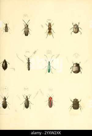 Natural History of New York Albany, 1842-1894, Landwirtschaft, Botanik, Geologie, Naturgeschichte, New York State, Paläontologie, Zoologie, Insekten, diese Abbildung zeigt eine Sammlung detaillierter Darstellungen verschiedener Käferarten. Jede Probe ist im Rasterformat mit ihrem jeweiligen Namen und ihrer Klassifizierung gekennzeichnet. Die Käfer weisen eine Reihe von Formen, Größen und Farben auf und zeigen Merkmale wie einzigartige Muster auf ihren Exoskeletten und charakteristische Antennen. Einige werden in einer linearen Ansicht dargestellt, die ihre Morphologie betont, während andere spezifische Merkmale hervorheben, wie z. B. Stockfoto