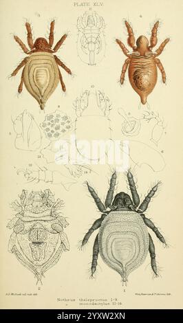 British Oribatidae, London, The Ray Society, 1884-1888, Großbritannien, Milben, Arachnida, Oribatidae. die Illustration zeigt eine Vielzahl detaillierter Darstellungen der Arachnidenart Nothrus thelegrotus. Die Platte ist methodisch organisiert, mit nummerierten Etiketten, die bestimmte Merkmale kennzeichnen. Es umfasst Ansichten aus mehreren Winkeln, wie z. B. dorsalen und ventralen Aspekten, die klare Konturen der Körperstruktur ermöglichen. Es werden verschiedene morphologische Details hervorgehoben, darunter die Form und Anordnung der Beine sowie charakteristische anatomische Merkmale. Diese umfassende Darstellung dient als Stockfoto