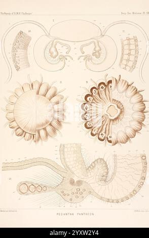 Bericht über die wissenschaftlichen Ergebnisse der Reise von H.M.S. Challenger in den Jahren 1873-76 unter dem Kommando von Captain George S. Nares, Edinburgh, Neill, 1880-1895. Diese Abbildung zeigt eine detaillierte Untersuchung der wirbellosen Meerestiere, insbesondere der Art Pegantha pantheon. Die Komposition weist verschiedene anatomische Strukturen auf, die die Feinheiten ihrer Form verdeutlichen. Im oberen Abschnitt sind verschiedene Ansichten von Tentakeln und Mundstrukturen dargestellt, die ihre einzigartigen Konfigurationen und Funktionen veranschaulichen. Der mittlere Teil hebt eine Reihe radialer Symmetriemuster hervor, p Stockfoto