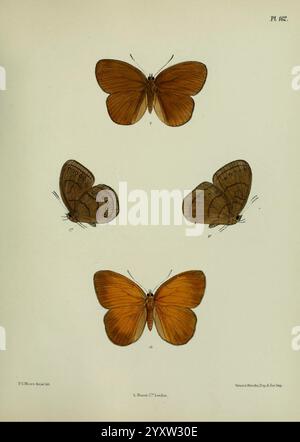 Lepidoptera, Indica, London, 1890-1913, Indien, Lepidoptera, Frederic C Moore, die Illustration zeigt eine Sammlung von vier Schmetterlingsexemplaren, die akribisch gezeigt werden, um ihre besonderen Merkmale zu zeigen. Jeder Schmetterling ist mit komplizierten Flügelmustern und verschiedenen Braun- und Orangetönen verziert. Die Anordnung hebt sowohl die dorsale als auch die ventrale Ansicht hervor und ermöglicht eine umfassende Untersuchung ihrer einzigartigen Merkmale. Die Schmetterlinge, die zur Familie der Lycaenidae gehören, betonen die zarte Schönheit der Natur durch ihre detaillierte anatomische Darstellung. Diese künstlerische Darstellung Stockfoto