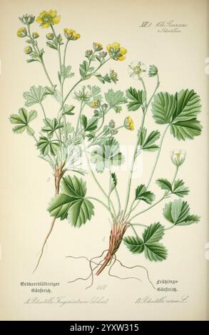 Prof. Dr. Thomé's Flora von Deutschland, Österreich und der Schweiz, in Wort und Bild, für Schule und Haus, mit Tafeln von Walter Müller, Gera-Untermhaus, F.E. Köhler, 1886-1934, Werke, Deutschland, Österreich, Schweiz, Rosaceae, Floras, Cryptogamia, Eine botanische Illustration mit zwei verschiedenen Sorten der Erdbeerpflanze. Auf der linken Seite, gekennzeichnet als Erdbeerlätteriger Gänseblümchen, sind zarte gelbe Blüten zwischen leuchtend grünen Blättern zu sehen. Der rechte Abschnitt mit der Bezeichnung „Frühlings-Gänseblümchen“ hebt eine andere Blätter- und Blütenbildung hervor. Beide Varianten Stockfoto