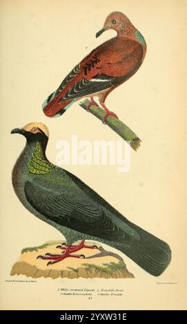 Amerikaner, Ornithologie, Naturgeschichte, Vögel, USA, Petter & Galpin, Birds, USA, Zenaida, Taube, Zenaida aurita, Patagioenas leucocephala, weißgekrönte Taube. die Abbildung zeigt zwei unterschiedliche Vogelarten. Der Spitzenvogel mit warmem rötlich-braunem Gefieder und einem schlanken Körper thront anmutig auf einem Ast und zeigt seinen elegant geschwungenen Schnabel und seine detaillierten Federmuster. Darunter ist der zweite Vogel überwiegend dunkel und weist satte Grün- und Schwarztöne auf. Dieser Vogel steht auf einem Felsvorsprung und unterstreicht seine robuste Körperform und seine leuchtend roten Füße. Beide Vögel sind Depi Stockfoto