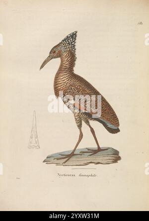 Nouveau recueil de planches coloriées d'oiseaux, A Strasbourg, Chez Lebras Imbert et Comp, 1838, Vögel, Bildwerke, Eine detaillierte Illustration mit einem Nycticorax Tinnunkulus, allgemein bekannt als der Schwarze gekrönte Nachtreiher. Der Vogel wird in einer auffälligen Pose auf einem Felsen dargestellt und zeigt sein unverwechselbares Gefieder, das von komplizierten Mustern aus Braun und Creme gekennzeichnet ist. Die eleganten langen Beine und der scharfe Schnabel sind hervorzuheben, was zu seiner anmutigen Haltung beiträgt. Der Hintergrund ist weich strukturiert und betont die filigranen Federdetails und die einzigartige Silhouette des Reihers Stockfoto