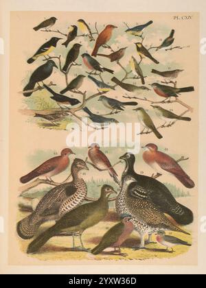 The Birds of North America New York, 1903, Birds, North America, malerische Werke, Pheucticus melanocephalus, Schwarzköpfiger Grosschnabel, Carduelis psaltria, kleiner Goldfinch, Molothrus ater, Braunköpfiger Cowbird, Pyrrhula pyrrhula, eurasischer Bullfink, Cassin's, Piranga rubra, Summer Tanager, Western, Icterus parisorum, Scott's Oriole, Thryothorus ludovicianus, Carolina Wren, Berlandieri, Phylloscopus trochilus, Willow Warbler, Setophaga chrysoparia, goldener Wackenbarsch, Setophaga kirtlandii, Kirtland's Warbler, Oreothlypis luciae, Lucy's Warbler, Setophaga graciae, Grace's Warbler, Arremonops ru Stockfoto