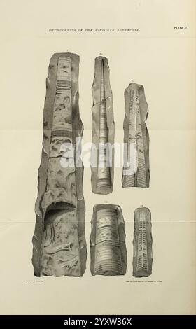 Naturgeschichte von New York Albany, 1842-1894, Landwirtschaft, Botanik, Geologie, Naturgeschichte, New York State, Paläontologie, Zoologie, das Bild zeigt eine Sammlung geologischer Exemplare, insbesondere eine Reihe von länglichen, zylindrischen Formen, die fossilen Überresten ähneln. Jedes Exemplar weist komplizierte Muster und Streifen auf, was auf eine reiche Geschichte geologischer Formationen und potenzieller biologischer Ursprünge hindeutet. Die Proben variieren in Größe und Detaillierung, wobei einige glatte Oberflächen aufweisen, während andere eine rauere Textur aufweisen. Jede Probe wird mit numerischen Etiketten versehen, Indica Stockfoto