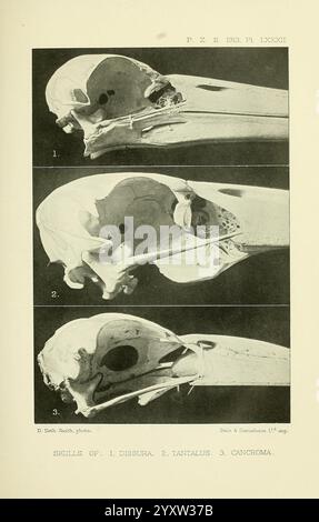 Proceedings of the Zoological Society of London, London, Academic Press Periodicals, Zoology, Birds, die Abbildung zeigt drei detaillierte Darstellungen von Schädeln verschiedener Arten. Stockfoto