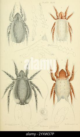British, Oribatidae, London, The Ray Society, 1884-1888, Großbritannien, Milben, Arachnida, Oribatidae. diese Abbildung zeigt eine detaillierte Untersuchung zweier Spinnenarten, die ihre anatomischen Eigenschaften zeigen. Oben links ist eine Spinne mit strukturiertem Körper und markanten Beinen dargestellt, während oben rechts eine Variante mit ausgeprägter Farbgebung hervorgehoben wird. Unter jeder Spinne weisen nummerierte Etiketten auf bestimmte Teile hin, die Informationen über ihre Morphologie liefern. Das Bild dient als wissenschaftliche Referenz und betont die komplizierten Details der physischen Strukturen dieser Arthropoden, einschließlich des Zephals Stockfoto