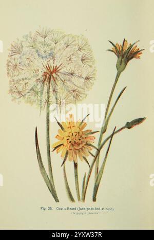 Flowers of the Field London Society for Promotion Christian Knowledge 1911 Great Britain Plants Botany Flowers Goatsbart Schwarzwurzwurz Tragopogon pratensis, die Abbildung zeigt drei unterschiedliche blühende Pflanzen. Auf der linken Seite ist eine große, runde Gruppe flauschiger Samen dargestellt, die den Ziegenbart darstellen, auch bekannt als Jack-Go-to-bed-at-Mittag. Diese Pflanze ist an ihrem hervorstehenden Samenkopf zu erkennen, der einem Löwenzahn ähnelt. Rechts sind zwei weitere Blüten zu sehen: Eine mit leuchtend gelben Blütenblättern, die einem Löwenzahn ähneln, deutlich und vollständig offen, und eine andere Pflanze mit schlanken, gestreckten Blüten Stockfoto