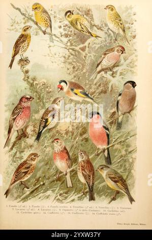 Atlante ornitologico, 1902, Birds, Europe, Eine wunderschön illustrierte Sammlung von verschiedenen Vogelarten, jede elegant zwischen Ästen und Laub. Das Kunstwerk zeigt eine Vielzahl von Finken, mit markanten Markierungen und Farben, die ihre einzigartigen Eigenschaften hervorheben. Jeder Vogel ist mit einer Nummer gekennzeichnet, die seinem Namen entspricht, was einen Einblick in seine Identifizierung gibt. Der Hintergrund ist mit zarten natürlichen Elementen versehen, die den Gesamtreiz dieses Vogelscheins unterstreichen. Das Kunstwerk feiert die Schönheit der Natur durch detaillierte Darstellungen dieser faszinierenden Vögel Stockfoto