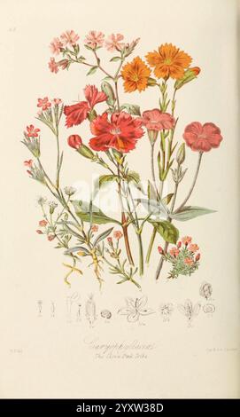 Illustrationen, Natur, Verordnungen, Pflanzen, Gruppen, Beschreibungen London, Sampson, Low, Son, Marston, 1868, Botanik, Bild, Werke, Urbana, Champaign, Frauen, Wissenschaft, Elizabeth, Twining, Blumen, Eine atemberaubende botanische Illustration mit einer Vielzahl von lebendigen Blumen in voller Blüte. Die Komposition zeigt eine Reihe von zarten Blüten in Rot-, Rosa- und Orangetönen, die mit detailverliebten Blütenblättern und Laub verziert sind. Unter dem Hauptkunstwerk zeigen mehrere kleinere Illustrationen die Blumen in verschiedenen Wachstumsphasen, einschließlich einer detaillierten Ansicht ihrer Struktur und Eigenschaften Stockfoto