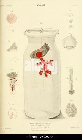 Histoire naturelle du corail, Paris, J.B. Ballière, 1864. Algerien, Korallenindustrie und -Handel, Korallen, Museum of Comparative Zoology, Ein großes Glasgefäß dominiert die Szene, in dem ein auffälliges Korallenexemplar aufgehängt ist. Die Korallen weisen komplexe, verzweigte Strukturen in leuchtendem Rot auf, die sich wunderbar von der transparenten Oberfläche des Gefäßes abheben. Das zentrale Bild umgibt verschiedene wissenschaftliche Illustrationen, die verschiedene Meeresorganismen und -Formen darstellen. Diese Abbildungen enthalten eine Reihe von zellulären und mikroskopischen Strukturen, von denen jede sorgfältig mit numerischen Referenzen gekennzeichnet ist, die indizieren Stockfoto